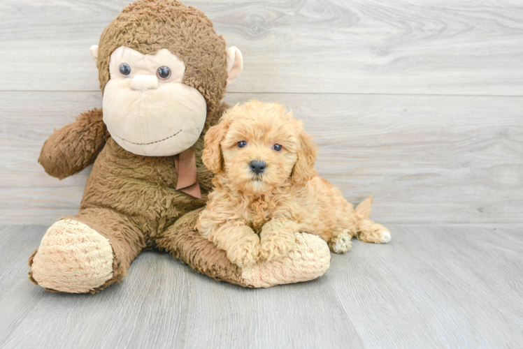 Small Mini Goldendoodle Baby