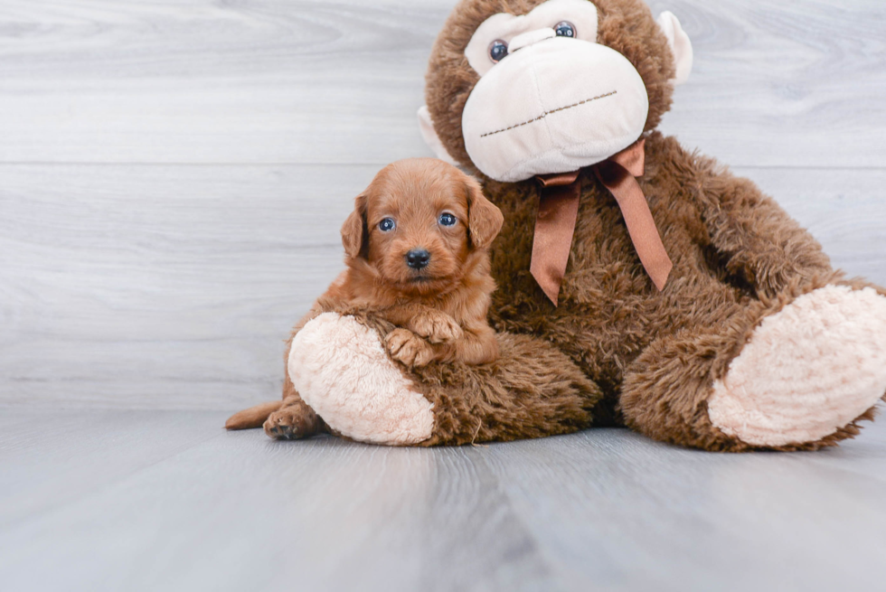 Best Mini Goldendoodle Baby