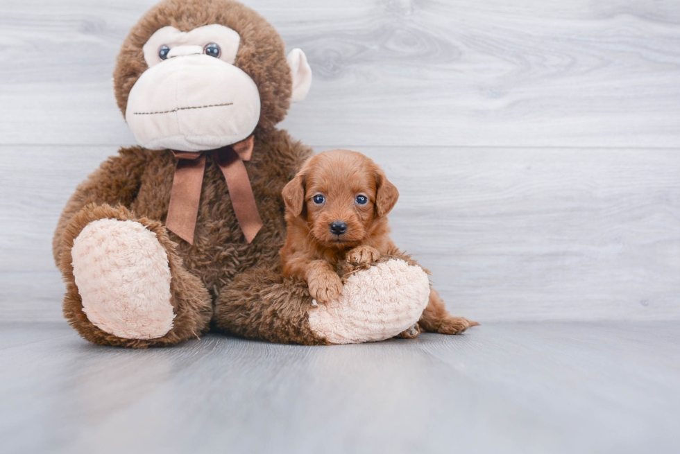 Mini Goldendoodle Puppy for Adoption