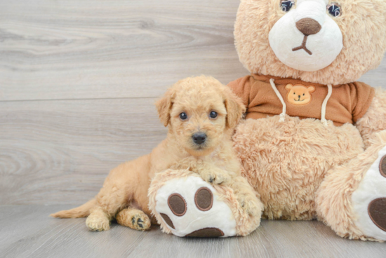 Mini Goldendoodle Pup Being Cute