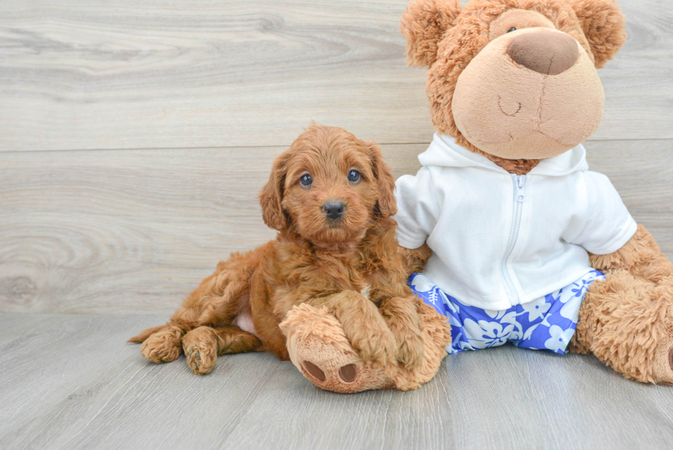 Mini Goldendoodle Puppy for Adoption