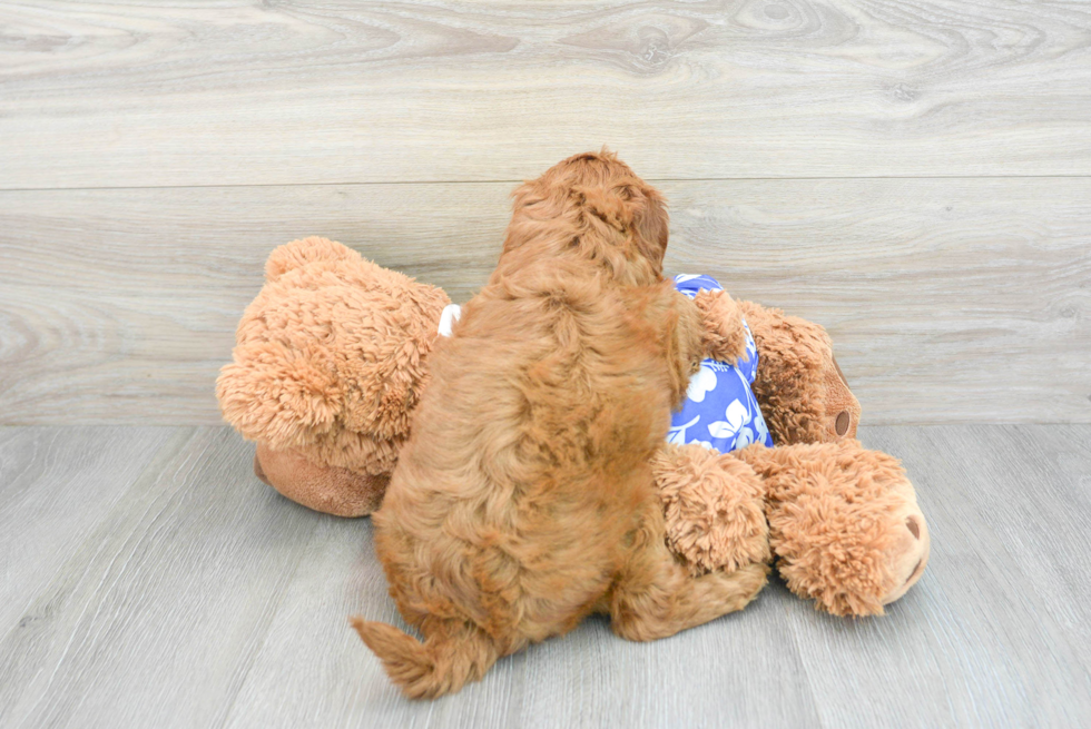 Mini Goldendoodle Pup Being Cute