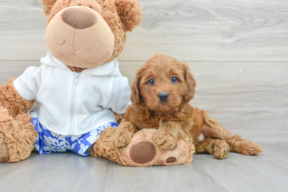 Funny Mini Goldendoodle Poodle Mix Pup