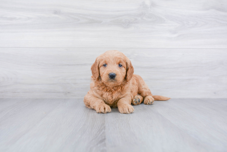 Fluffy Mini Goldendoodle Poodle Mix Pup