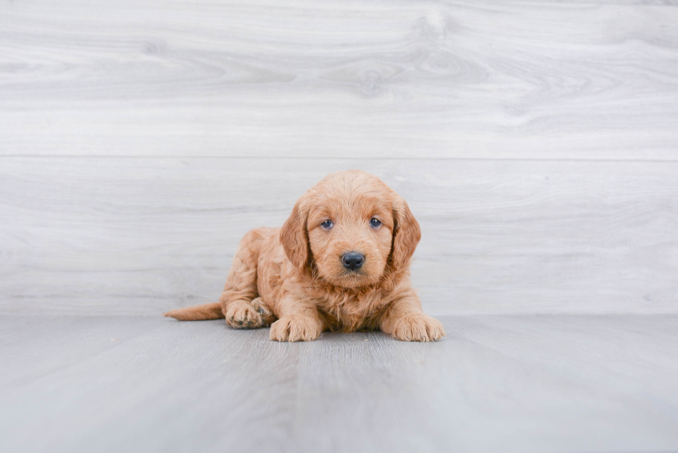 Mini Goldendoodle Puppy for Adoption