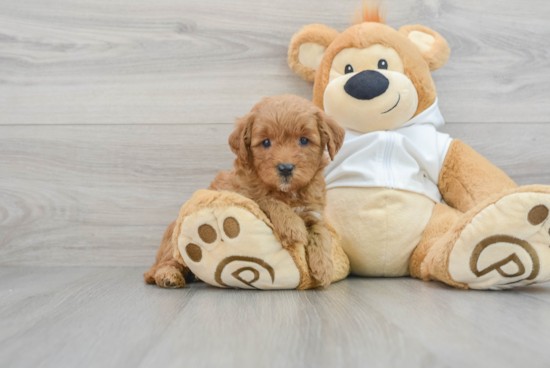 Energetic Golden Retriever Poodle Mix Puppy