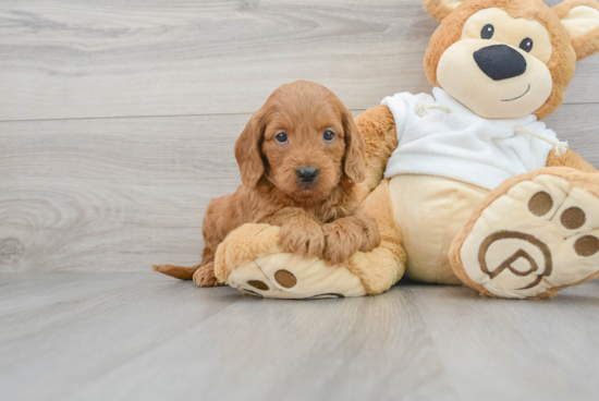 Petite Mini Goldendoodle Poodle Mix Pup