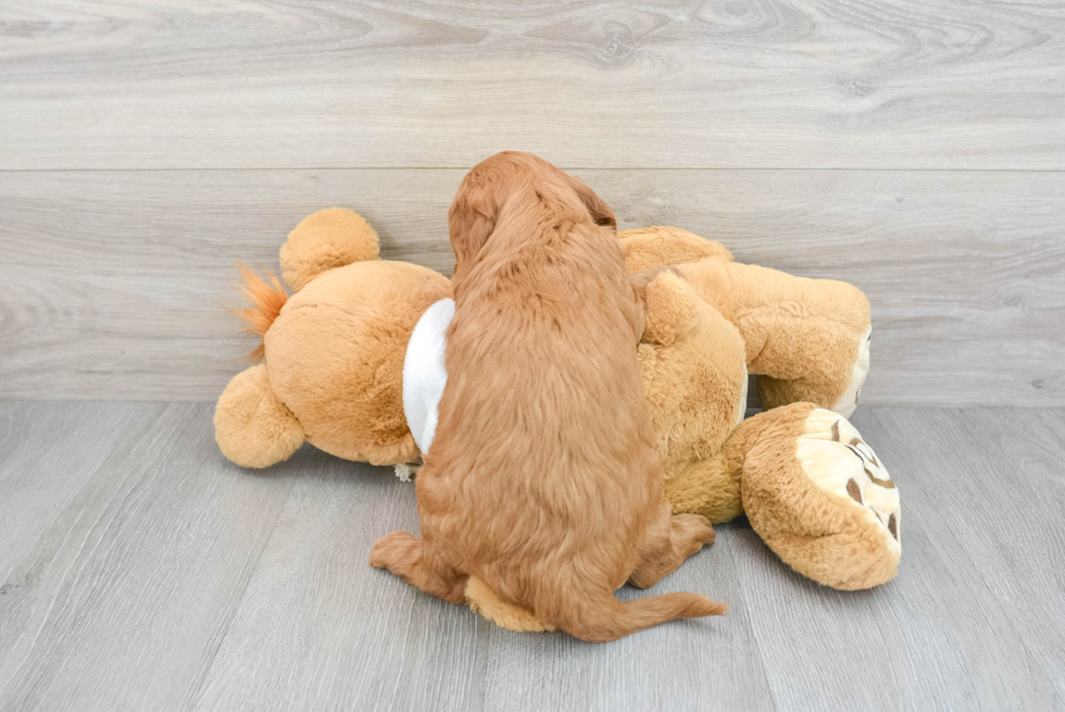 Fluffy Mini Goldendoodle Poodle Mix Pup