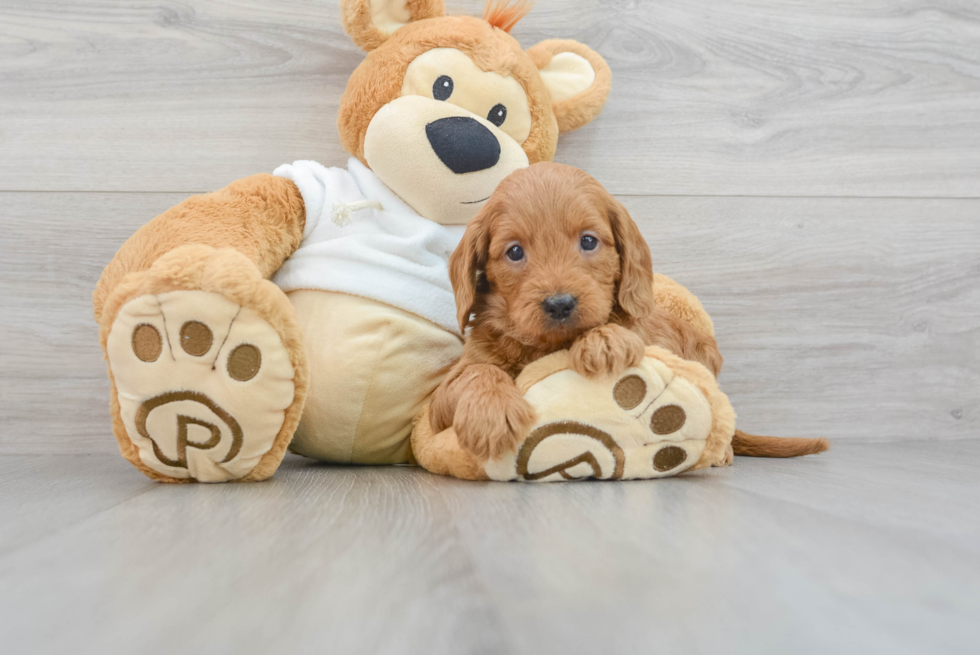 Fluffy Mini Goldendoodle Poodle Mix Pup