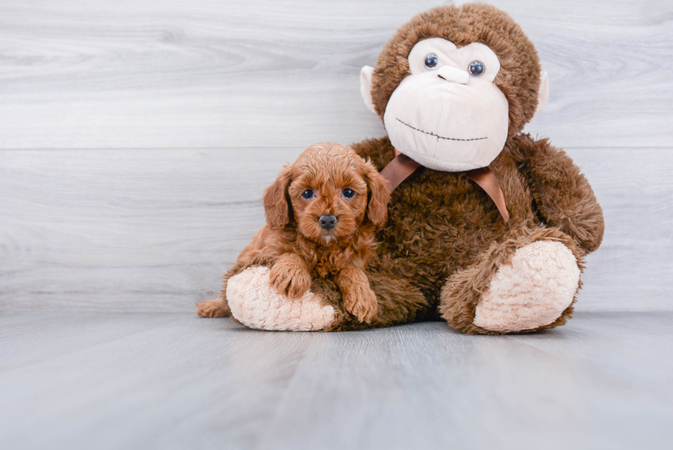 Popular Mini Goldendoodle Poodle Mix Pup