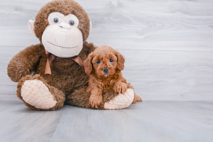 Mini Goldendoodle Pup Being Cute