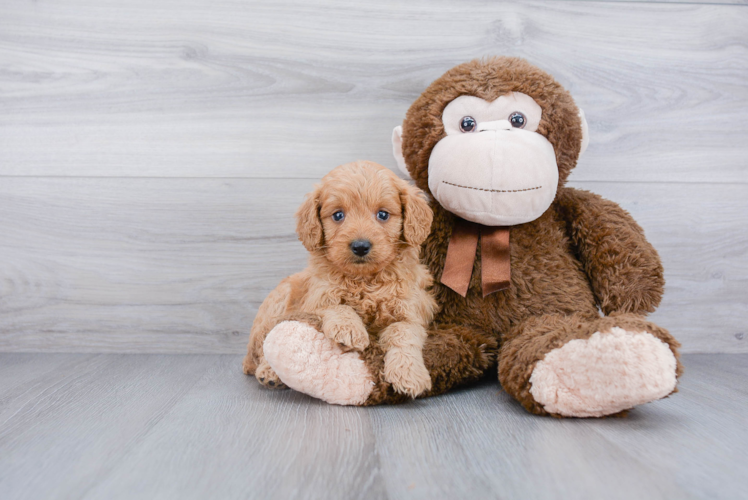 Fluffy Mini Goldendoodle Poodle Mix Pup