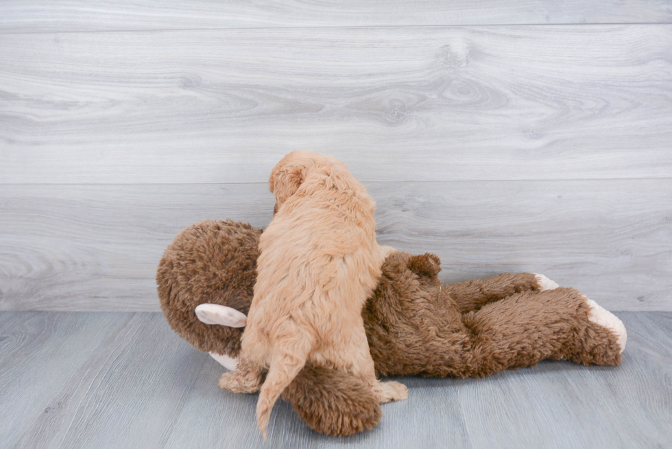 Mini Goldendoodle Puppy for Adoption