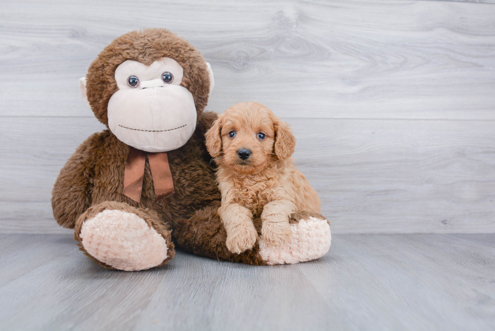 Funny Mini Goldendoodle Poodle Mix Pup