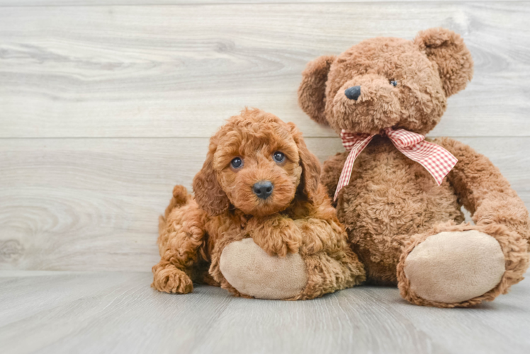 Mini Goldendoodle Puppy for Adoption