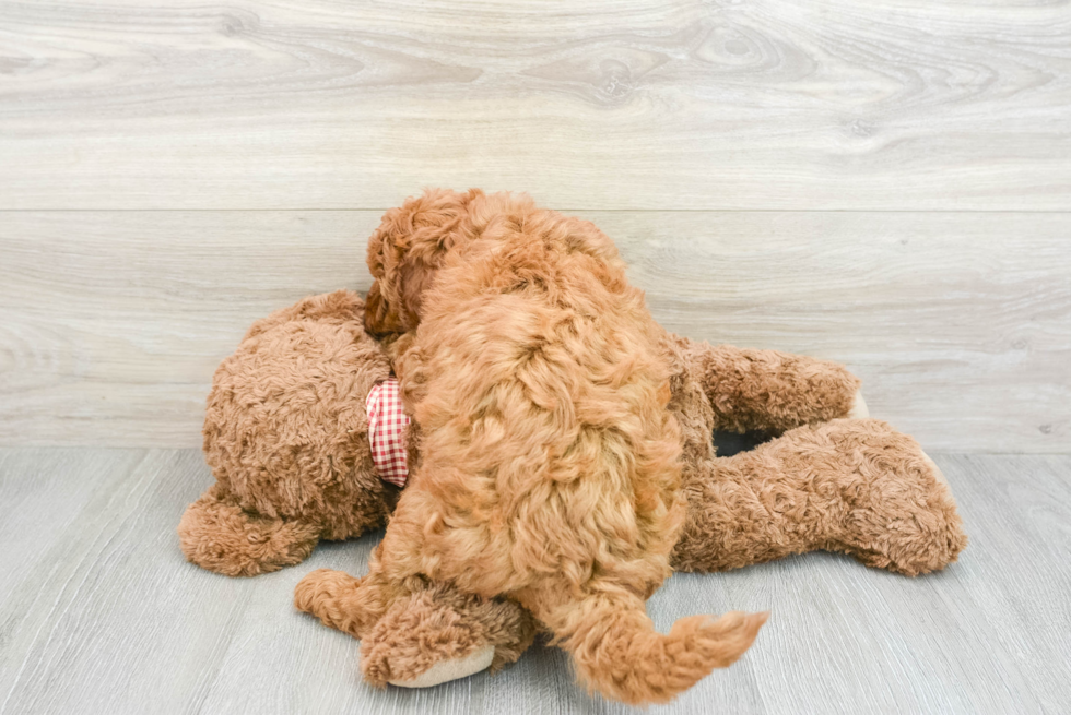 Best Mini Goldendoodle Baby