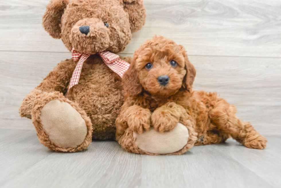 Mini Goldendoodle Puppy for Adoption