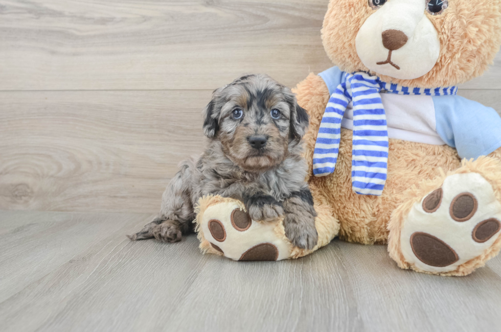 6 week old Mini Goldendoodle Puppy For Sale - Premier Pups