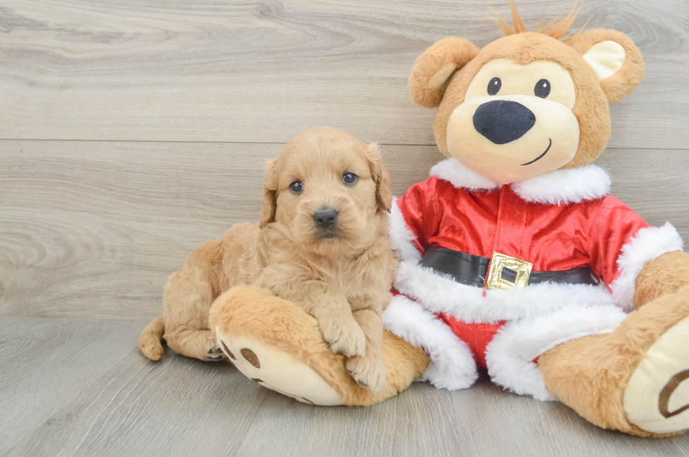 4 week old Mini Goldendoodle Puppy For Sale - Premier Pups