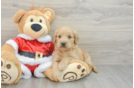 Best Mini Goldendoodle Baby