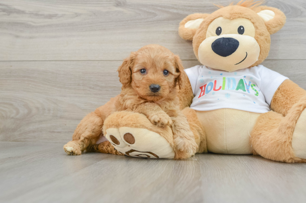 5 week old Mini Goldendoodle Puppy For Sale - Premier Pups