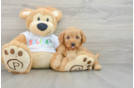 Mini Goldendoodle Puppy for Adoption