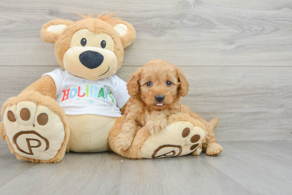 Mini Goldendoodle Puppy for Adoption