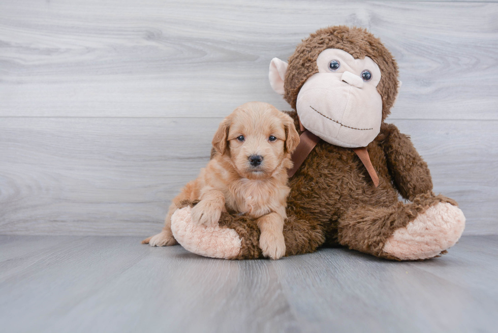 Cute Mini Goldendoodle Baby