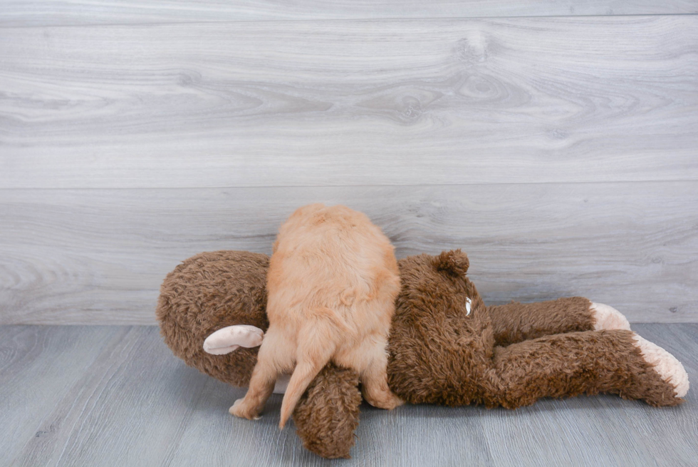 Mini Goldendoodle Pup Being Cute