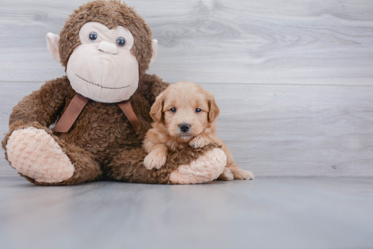 Energetic Golden Retriever Poodle Mix Puppy