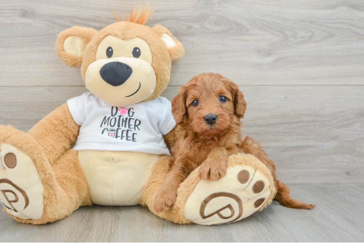 Mini Goldendoodle Pup Being Cute
