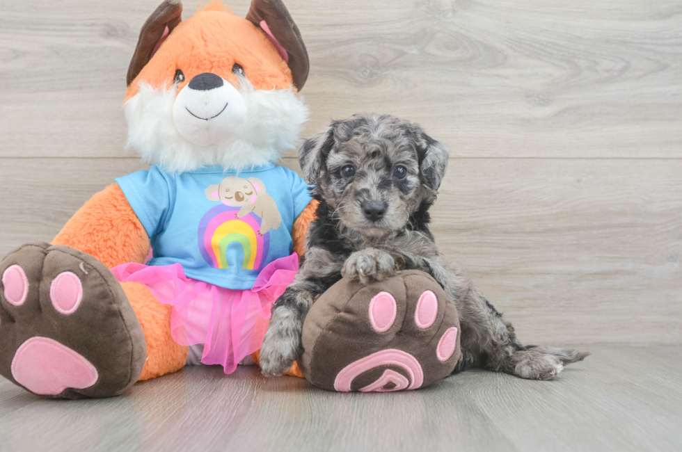 5 week old Mini Goldendoodle Puppy For Sale - Premier Pups