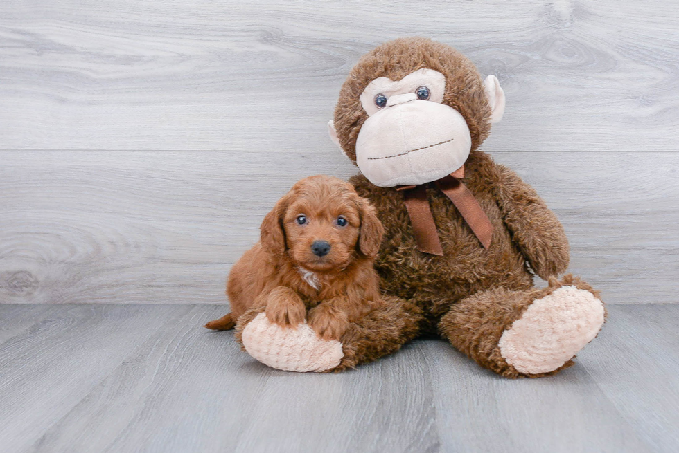 Mini Goldendoodle Pup Being Cute