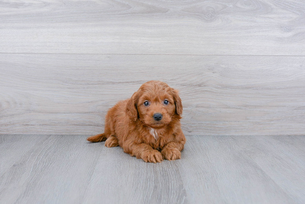 Mini Goldendoodle Puppy for Adoption