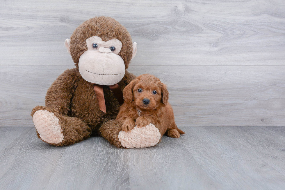 Fluffy Mini Goldendoodle Poodle Mix Pup