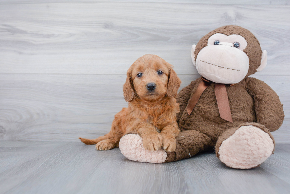 Energetic Golden Retriever Poodle Mix Puppy