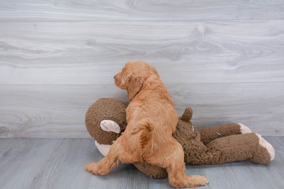 Popular Mini Goldendoodle Poodle Mix Pup