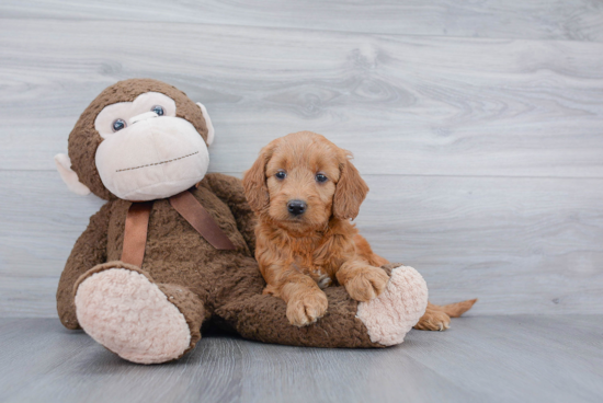 Popular Mini Goldendoodle Poodle Mix Pup