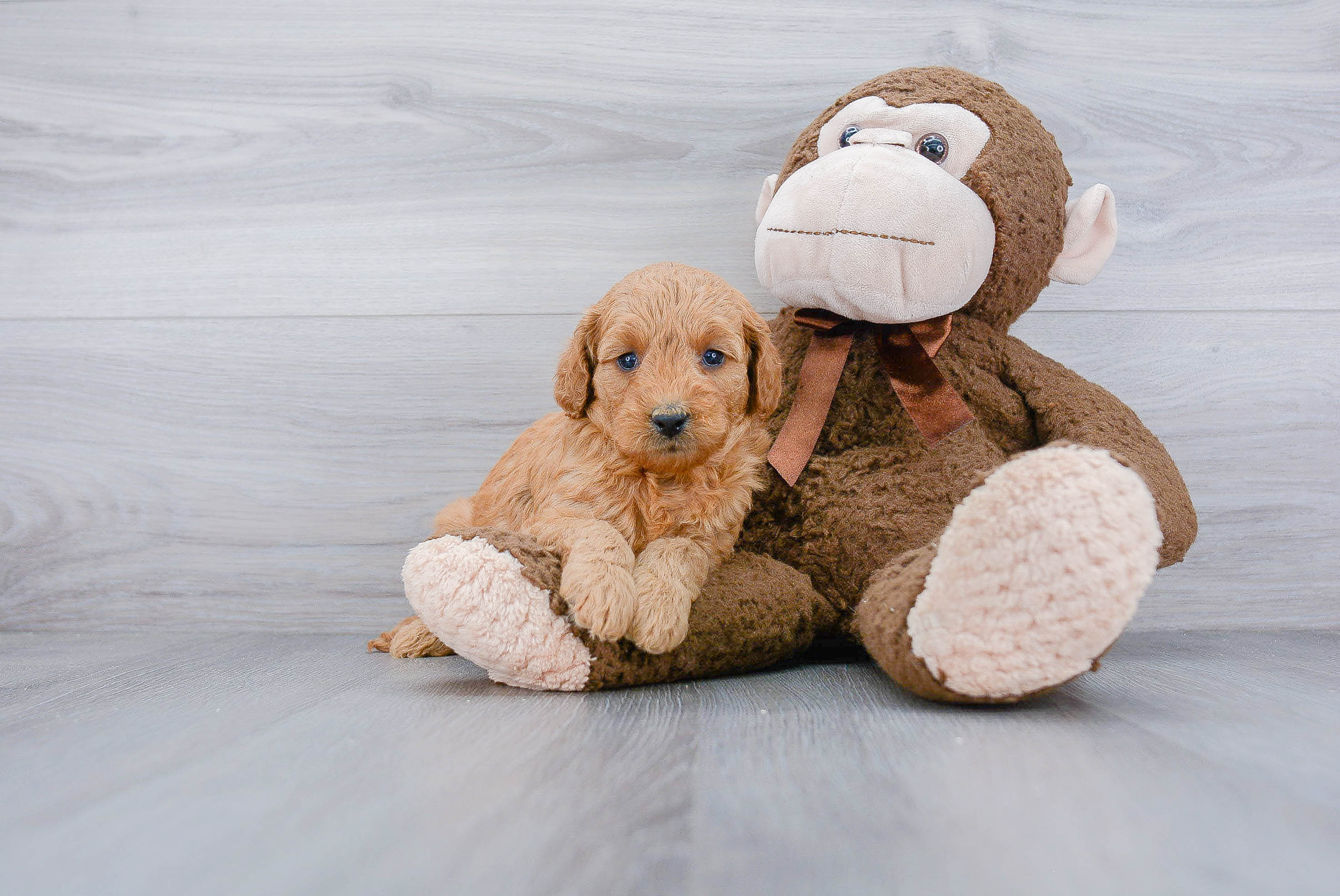 Adorable Golden Retriever Poodle Mix Puppy