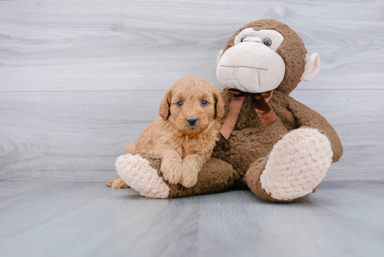 Adorable Golden Retriever Poodle Mix Puppy