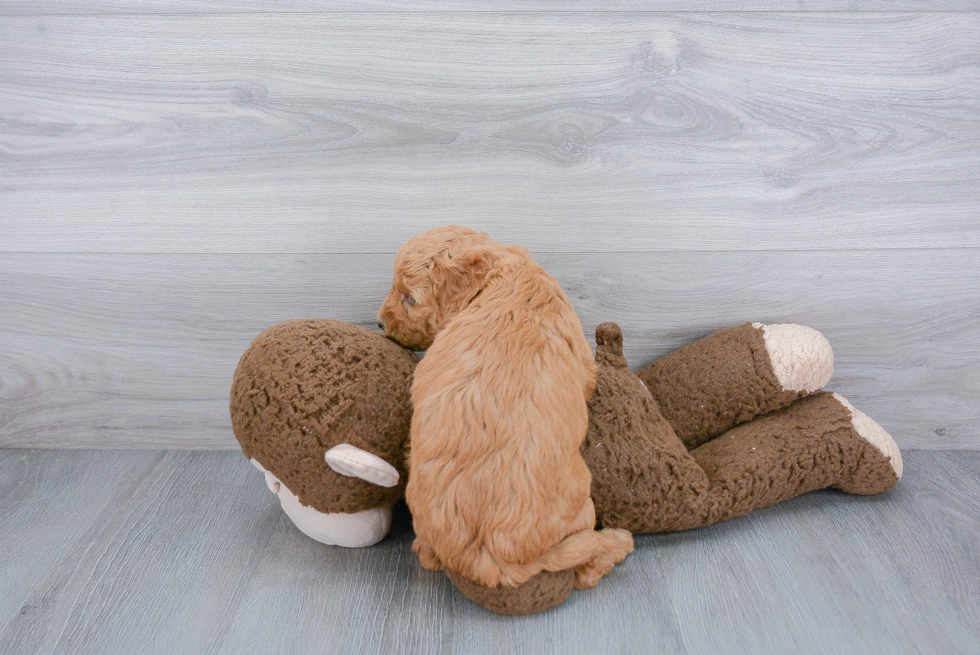 Happy Mini Goldendoodle Baby