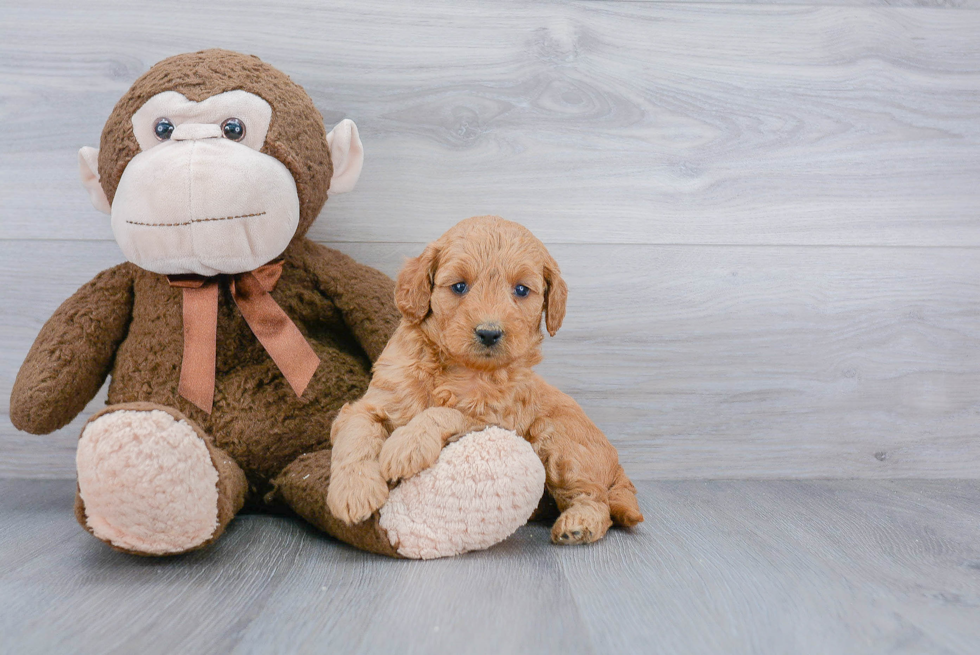 Mini Goldendoodle Puppy for Adoption