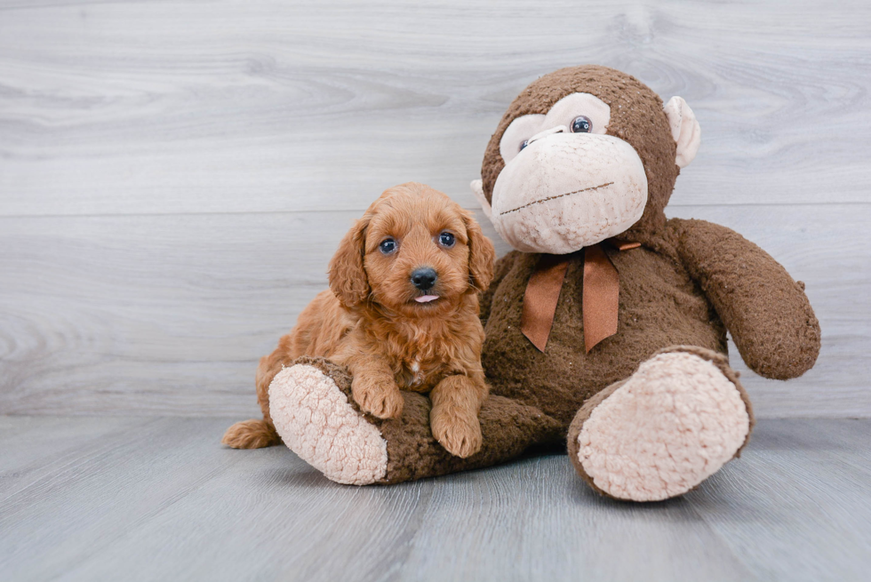 Smart Mini Goldendoodle Poodle Mix Pup