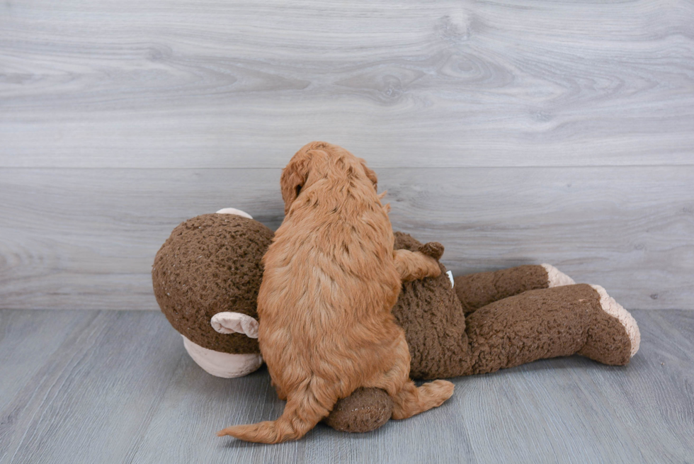 Mini Goldendoodle Pup Being Cute