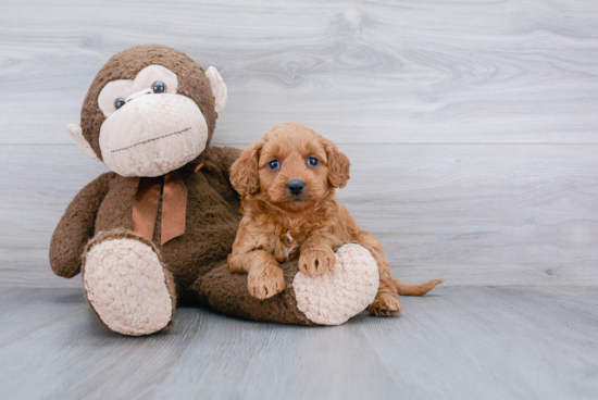 Playful Golden Retriever Poodle Mix Puppy