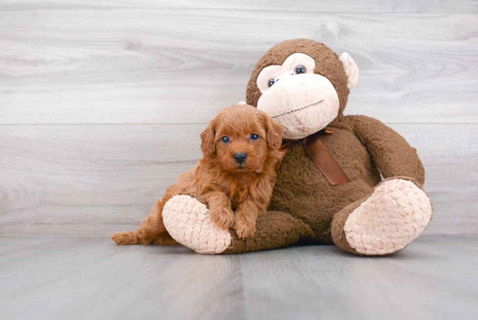 Popular Mini Goldendoodle Poodle Mix Pup