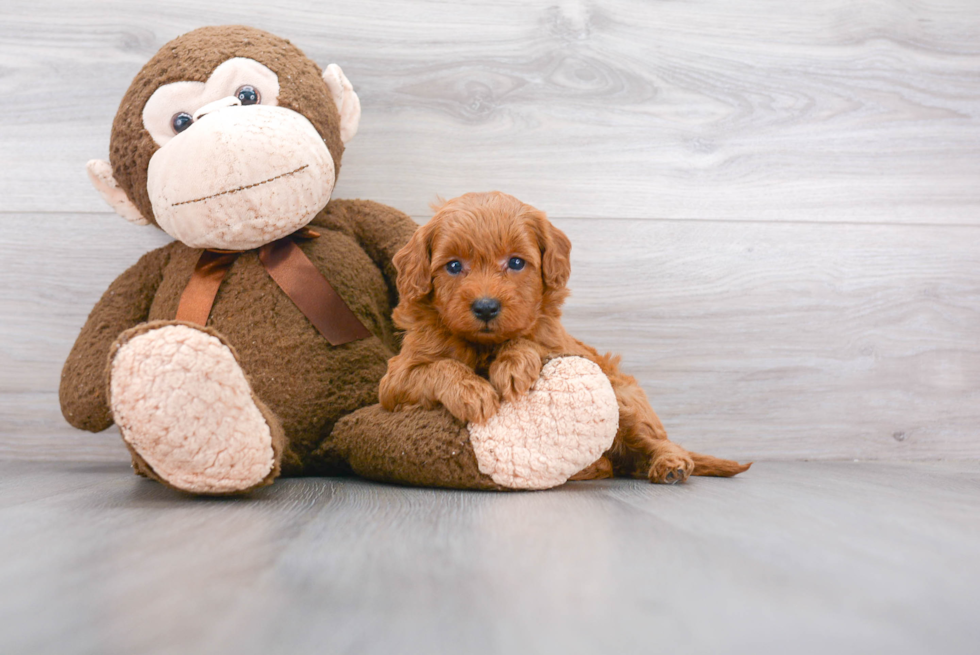 Mini Goldendoodle Puppy for Adoption