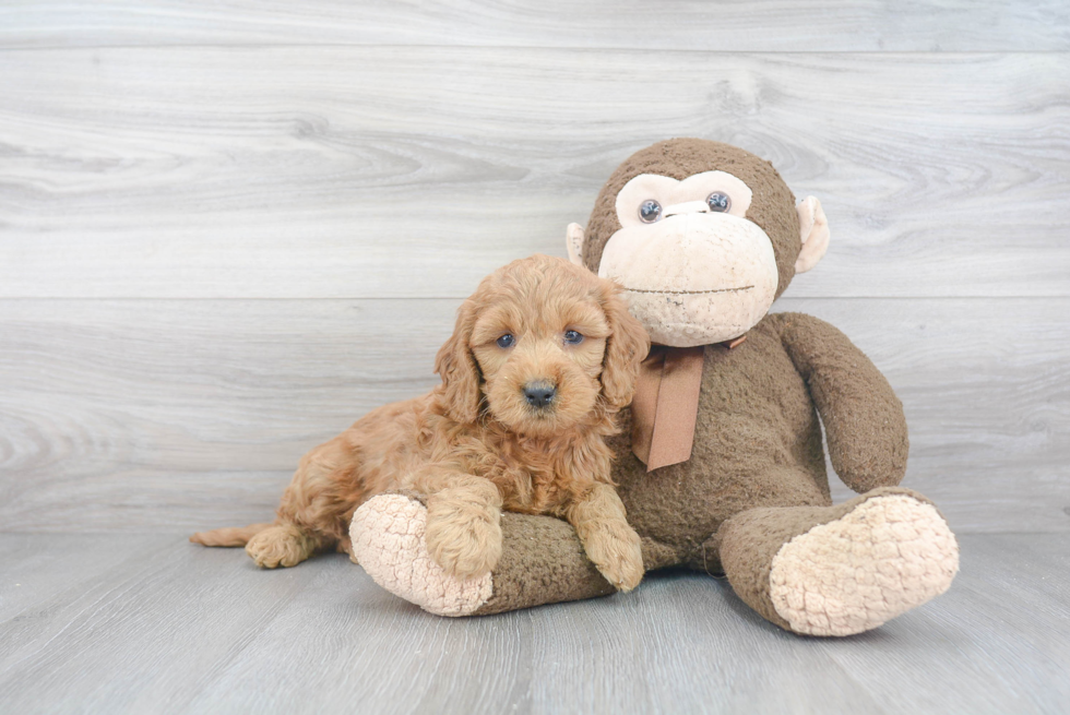 Funny Mini Goldendoodle Poodle Mix Pup