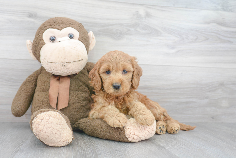 Fluffy Mini Goldendoodle Poodle Mix Pup