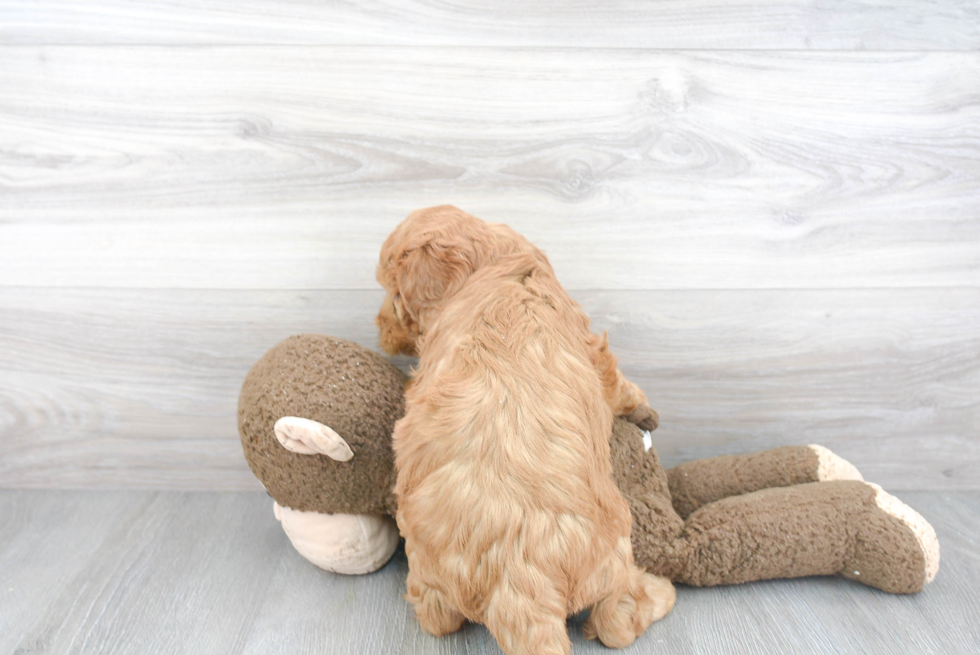 Friendly Mini Goldendoodle Baby